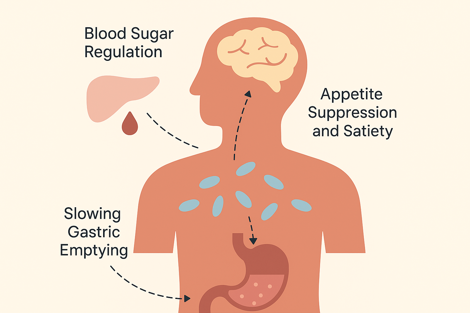 how glp-1 peptides work